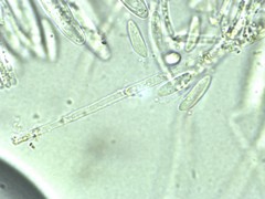 Mitrula lunulatospora