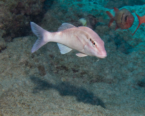 Whitesaddle goatfish (Parupeneus porphyreus) — Mullidae