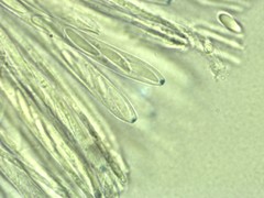 Mitrula lunulatospora