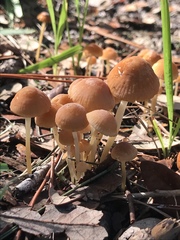 Marasmius elegans