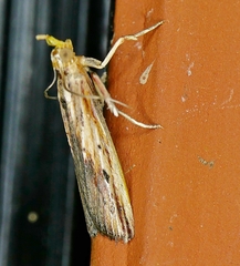 Ancylostomia stercorea