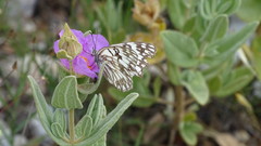 Melanargia occitanica