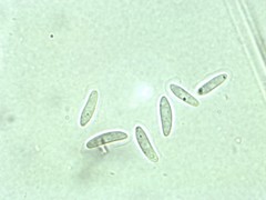 Mitrula lunulatospora