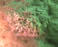 Salmacina tribranchiata