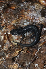 Plethodon teyahalee