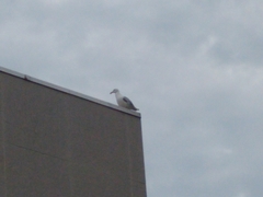 Larus argentatus