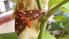 Citheronia azteca