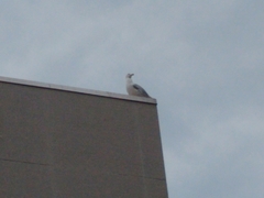 Larus argentatus