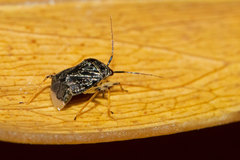 Cyrtocapsus haitianus