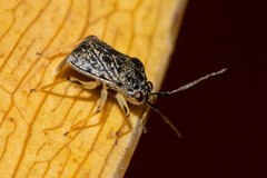 Cyrtocapsus haitianus