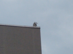 Larus argentatus