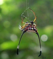 Gasteracantha clavigera