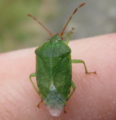Sinopla perpunctatus