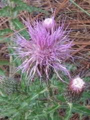 Cirsium repandum