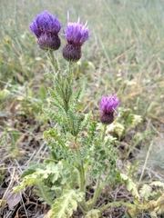 Carduus hamulosus