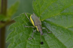 Chlorophanus viridis