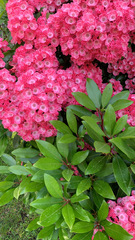 Kalmia latifolia