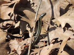 Thamnophis butleri