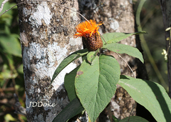 Cnicothamnus lorentzii
