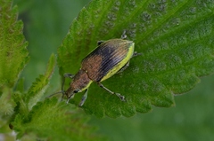 Chlorophanus viridis