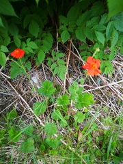 Geum coccineum