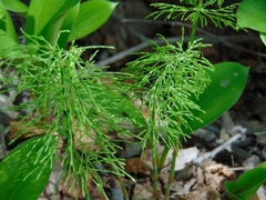 Equisetum sylvaticum image