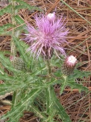 Cirsium repandum