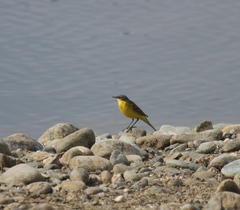 Motacilla flava thunbergi