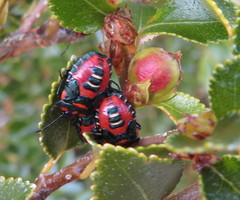 Tylospilus