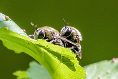 Microdon manitobensis