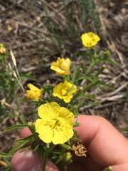 Oenothera serrulata