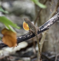 Anolis jubar oriens