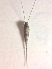 Meinertellidae