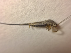 Meinertellidae