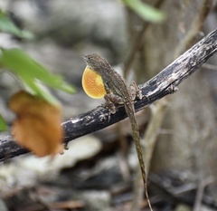 Anolis jubar oriens