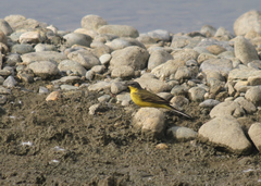 Motacilla flava thunbergi