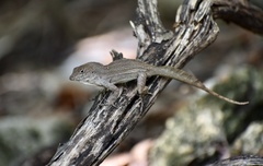 Anolis jubar oriens