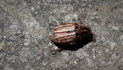 Anoxia australis