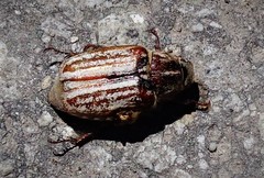 Anoxia australis
