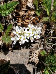 Noccaea fendleri