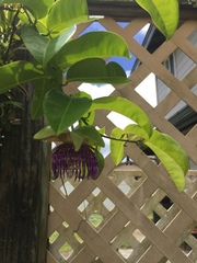 Passiflora laurifolia