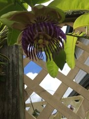 Passiflora laurifolia