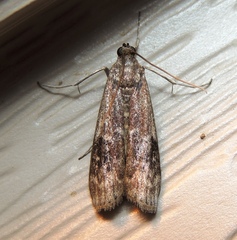 Euzophera semifuneralis