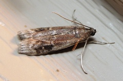 Euzophera semifuneralis