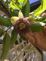 Passiflora laurifolia