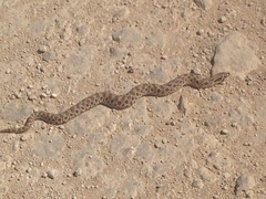 Heterodon nasicus