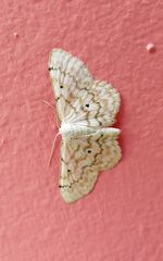 Idaea obfusaria