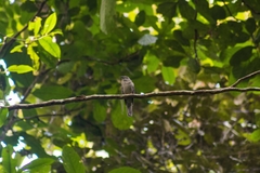 Lipaugus vociferans