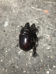 Oryctes nasicornis