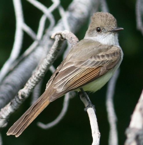 Papamoscas triste (Aves de Kohunlich, Quintana Roo) · iNaturalist